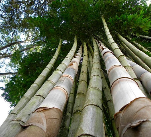 Bambú (gigante)