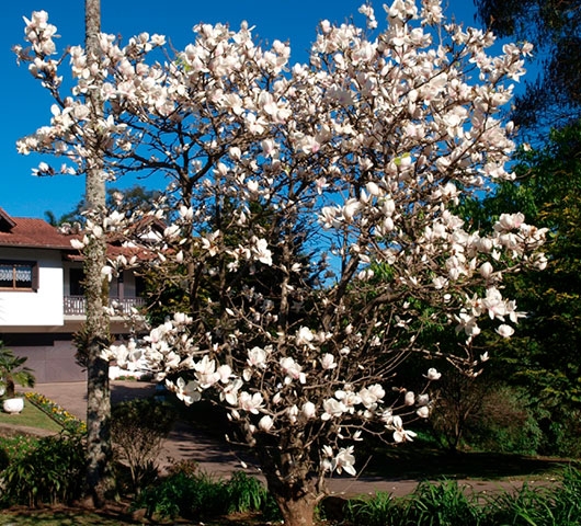 Magnolia Branca