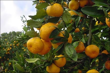 Yokitso
