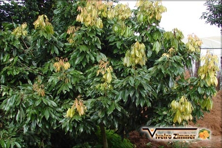 Lichia