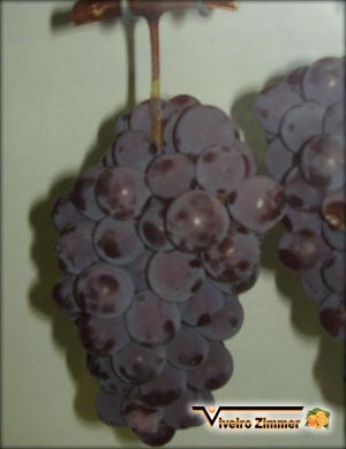 Niágara Rosa