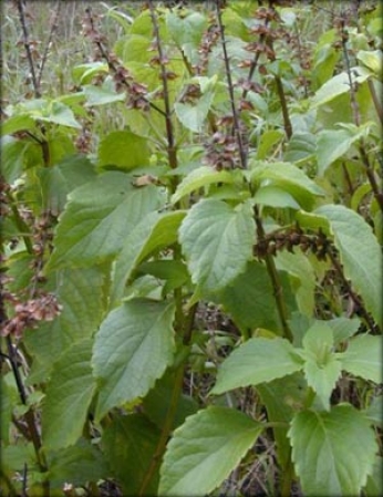 Alfavaca