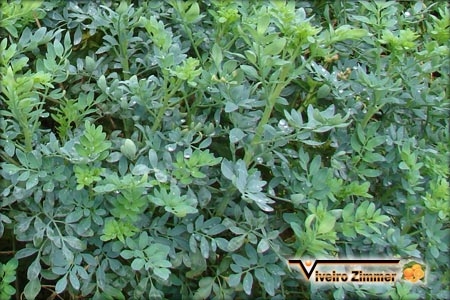 Arruda