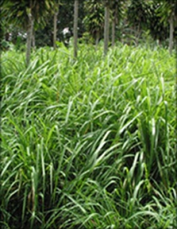 Citronela