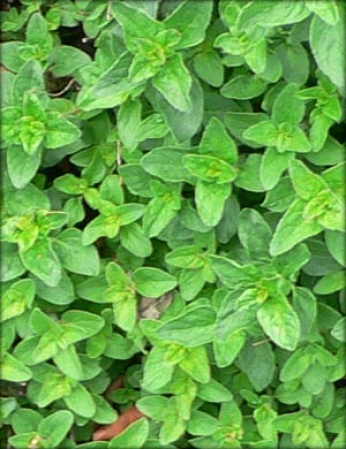 Manjerona