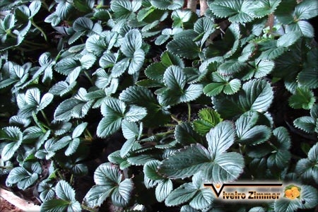 Morango