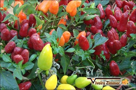 Pimenta