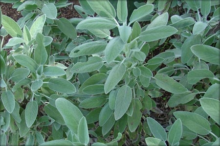 Sálvia Tempero