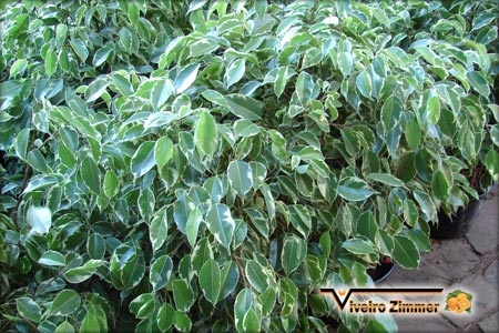 Ficus variegata
