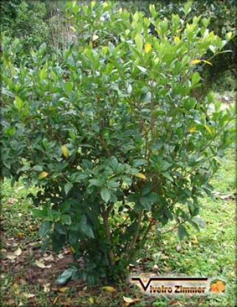 Jasmin