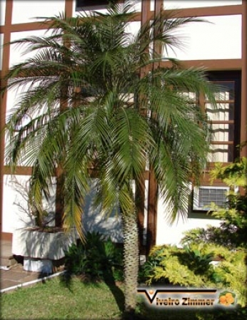 Palmeira Fênix