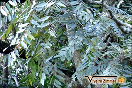 Cedro