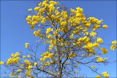 Ipê Amarelo