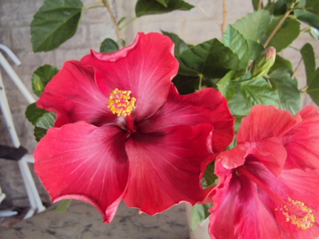 Hibisco