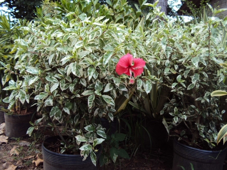 Hibisco