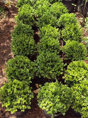 Buxus