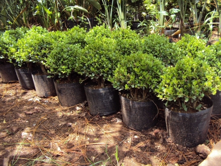 Buxus