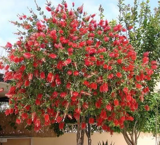 Calistemon Imperialis