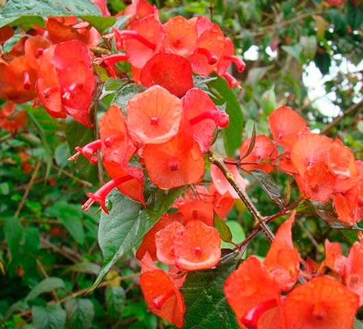Chapéu-chinês