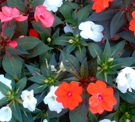 Impatiens (Maria-sem-vergonha)