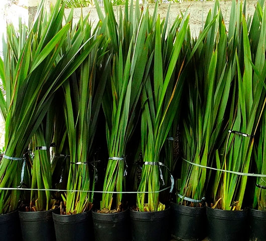 Phormium
