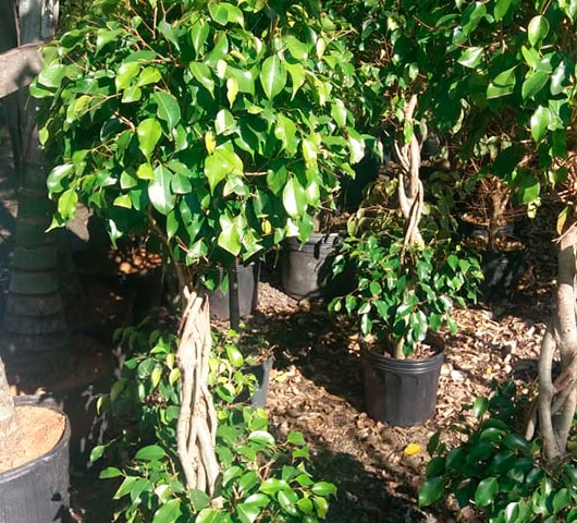 Ficus Verde