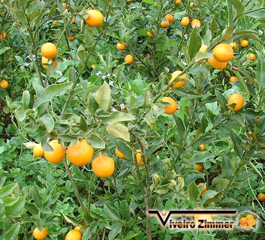 Laranja Índia (Kim Kam)