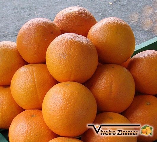 Laranja Taquari