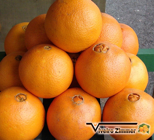 Laranja Umbigo Baiana