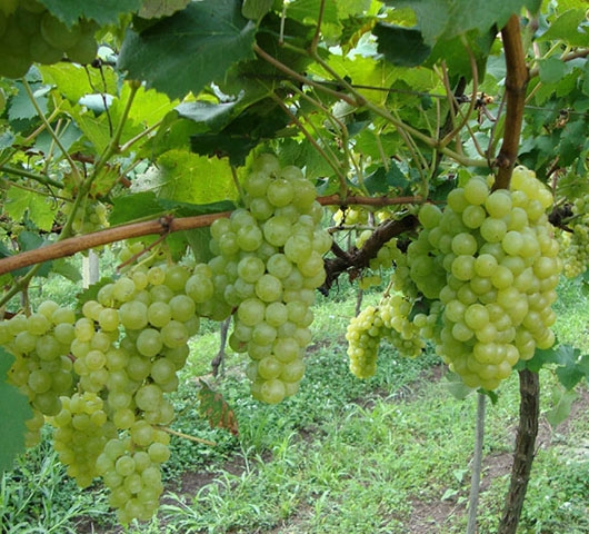 Moscato