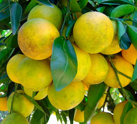 Laranja Champagne