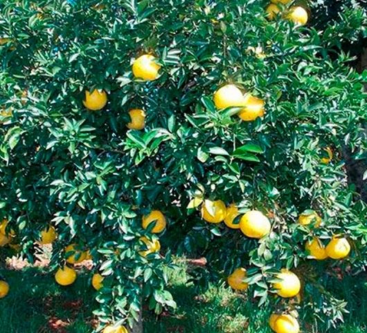Laranja Champagne