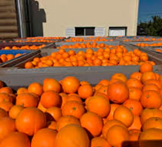 Laranja Lanelate
