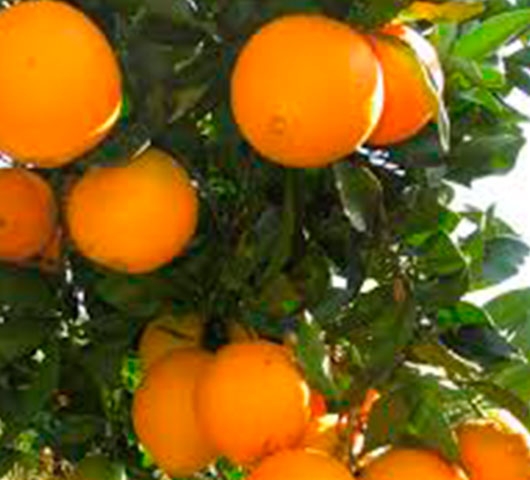 Laranja Navelina