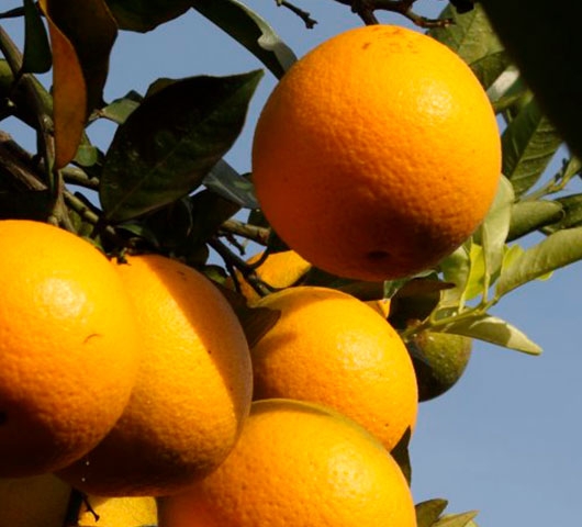 Laranja Westin