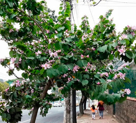 Pata-de-vaca